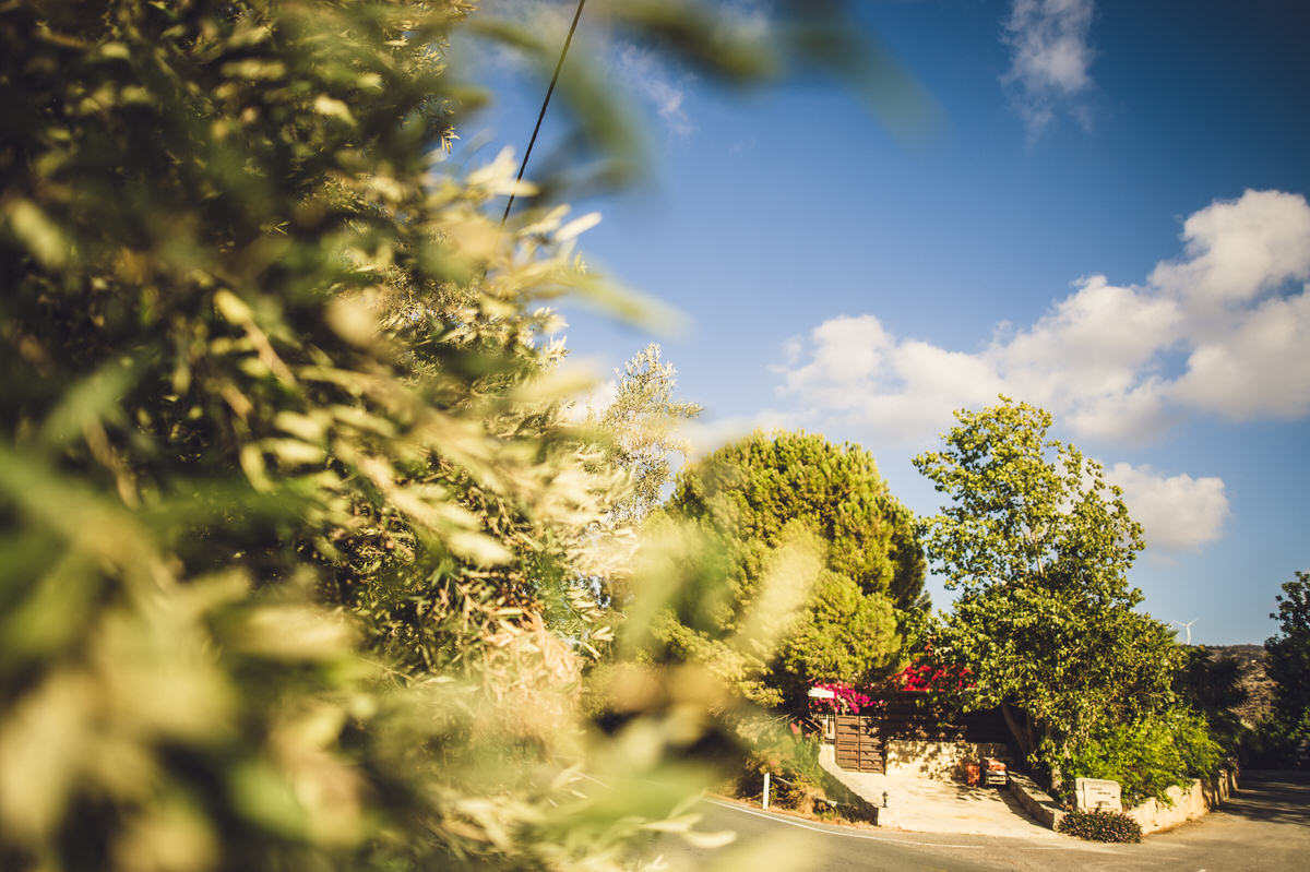trees and beautiful blue sky