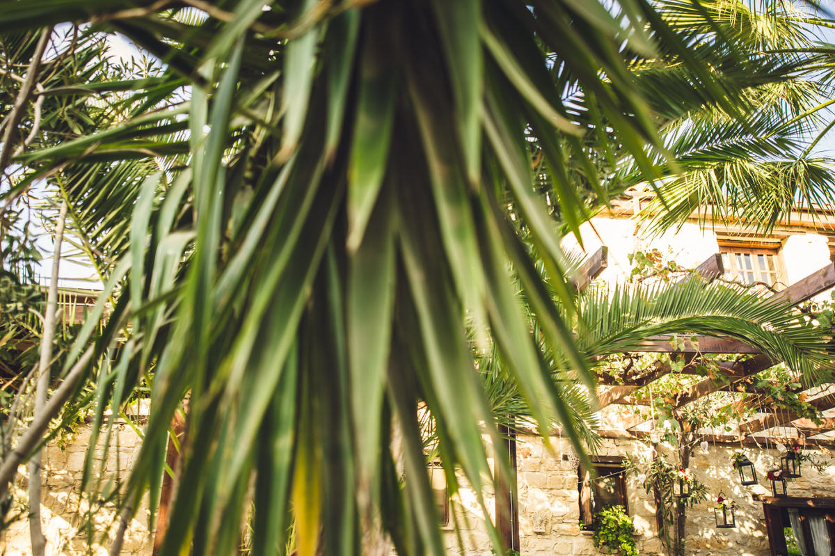 palms