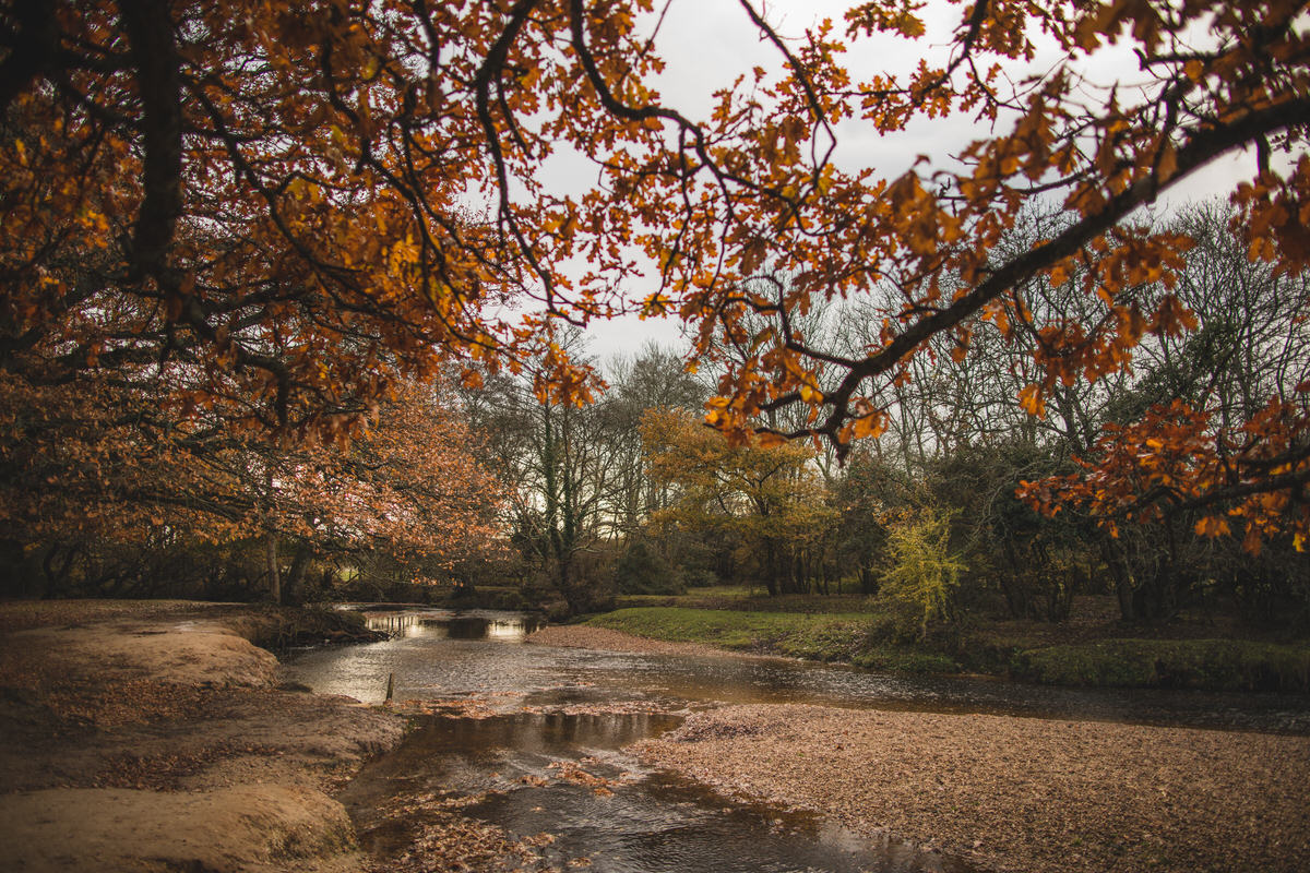 NEW FOREST WEDDING Photographer